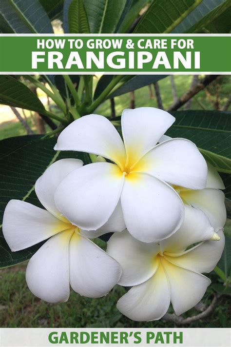 how do you say frangipani.